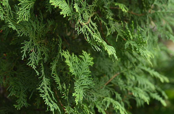 편백나무 집성재