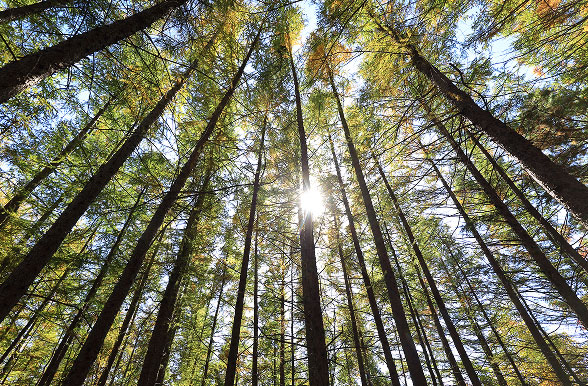 낙엽송 보 집성재