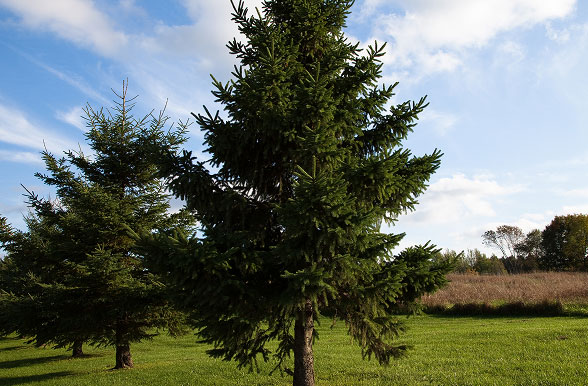 스프러스 보 집성재
