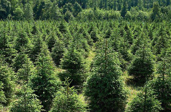 가문비나무 보 집성재