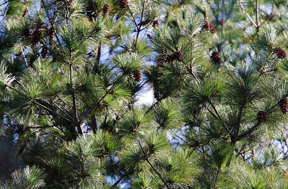 적송 보 집성재